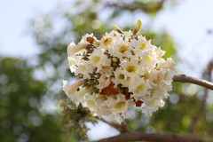 Radermachera xylocarpa